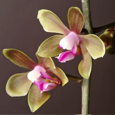 Parliamo di…coltivare le orchidee in casa!